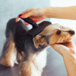 combing-the-head-of-yorkshire-terrier-picjumbo-com-копия-scaled.jpg
